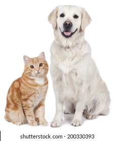 Domestic Cat And Golden Retriever