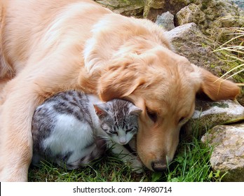 Domestic Cat And Golden Retriever.