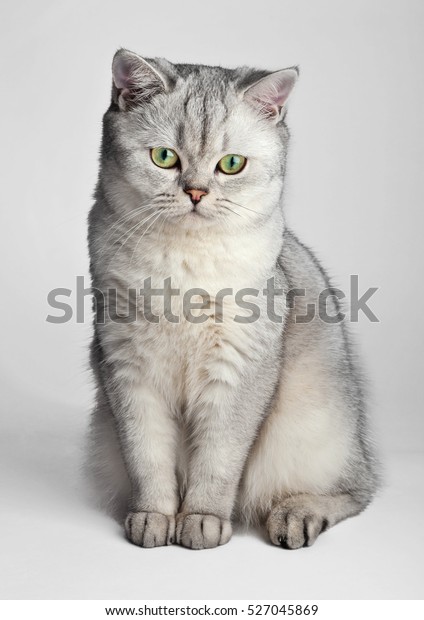 Domestic Cat Gray British Shorthair Cat Stock Photo Edit