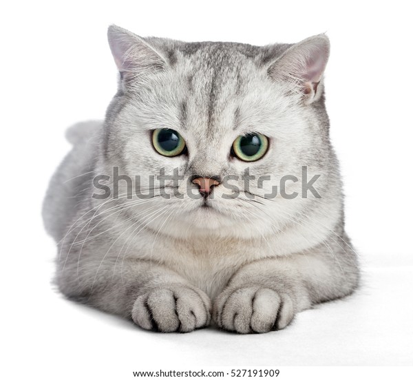 Domestic Cat Gray British Shorthair Cat Miscellaneous Animals