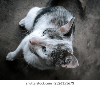 A domestic cat with gray and white fur and striking blue-green eyes looks up, photographed from above. The simple background highlights the cat's curious expression. - Powered by Shutterstock