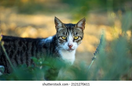 Domestic Cat In Greece Stalking Prey