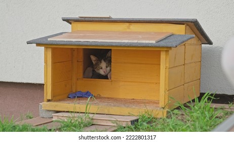 Domestic Cat Hiding In Outdoor Shelter Box