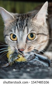 Domestic Cat Hunt A Bird And Brang It Home