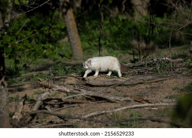 Domestic Cat Hunting Birds In The Bosquesur In Leganés Madrid Spain