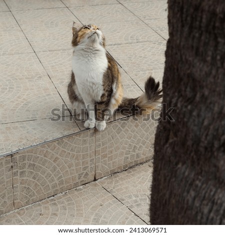 A domestic cat hunts birds on a palm tree.