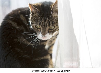 Domestic Cat. In Inner City London, There Are Too Many Flats That Do Not Have Easy Access To The Outside World So The Cats Stay Inside.