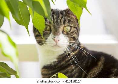 Domestic Cat. In Inner City London, There Are Too Many Flats That Do Not Have Easy Access To The Outside World So The Cats Stay Inside.