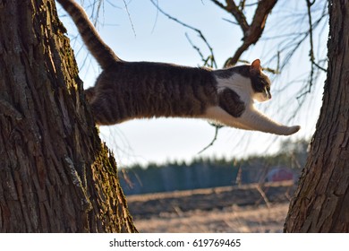 Domestic Cat Jumping From Tree To Tree.