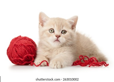 Domestic Cat, Kitten, Wool.