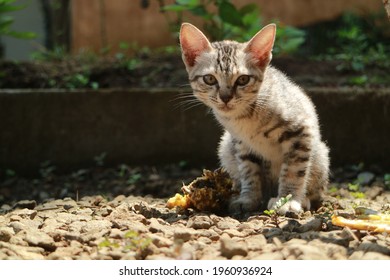 Kucing Kampung Images, Stock Photos u0026 Vectors  Shutterstock