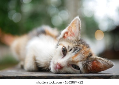 Kucing cute gambar Gambar Kucing