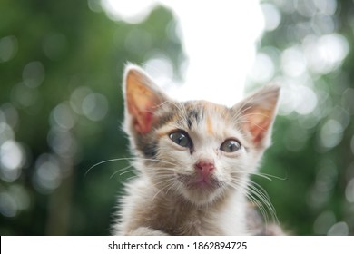 Kucing Images, Stock Photos u0026 Vectors  Shutterstock