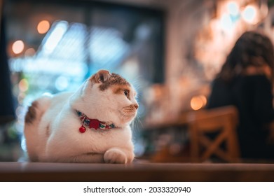 Domestic cat looking away in a café