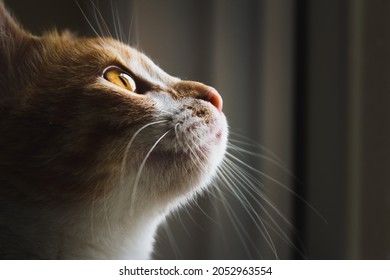Domestic cat looking up into a door window