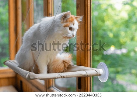 domestic cat looks out the window sitting in a hammock. cat looking out the window