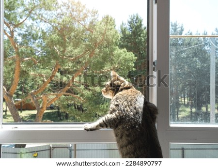A domestic cat looks at the street from the window of the house. Walk and fresh air for the pet, protection from ticks, fleas