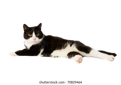 domestic cat lying down isolated on white