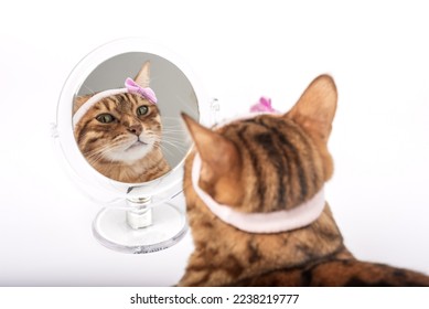 Domestic cat with a mirror on a white background. The cat looks in the mirror. - Shutterstock ID 2238219777