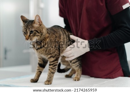 Domestic cat on a medical examination at a veterinarian. Vet clinic
