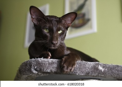 Havana Brown Cat Images Stock Photos Vectors Shutterstock