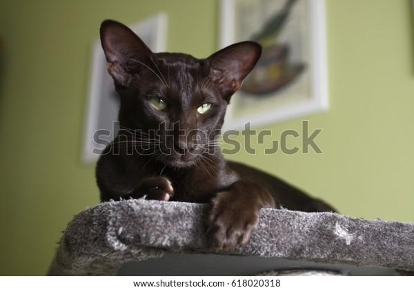 Domestic Cat Oriental Shorthair Stock Photo Edit Now 618020318