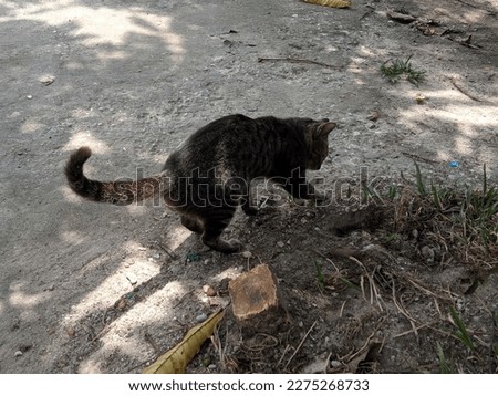 a domestic cat is outdoors burying or covering its litter with sand