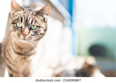 Domestic Cat Outside House Lying On White Sack