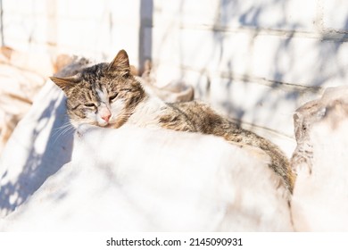 Domestic Cat Outside House Lying On White Sack