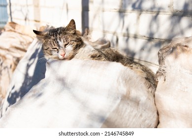 Domestic Cat Outside House Lying On White Sack