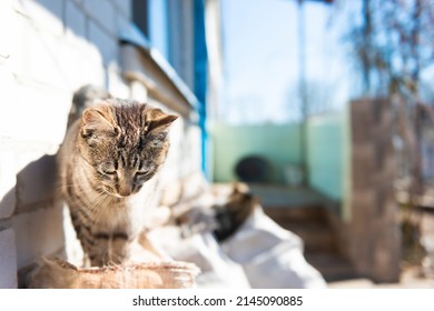 Domestic Cat Outside House Sitting On White Sack