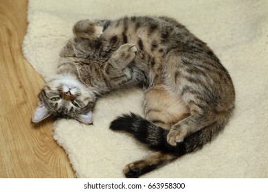 cat playing with wool