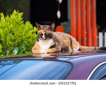 Domestic cat. portrait of a cat close up - Shutterstock ID 1051317701