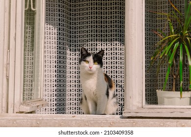 domestic cat portrait looking at camera and sitting on windowsill of  poor flat with old wooden window frame, summer sunny day lighting 