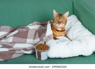 Domestic Cat Relaxes On The Couch In Front Of The TV With A Glass Of Dry Food And A TV Remote Control