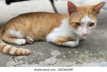 Domestic Cat Relaxing In Front Of The House