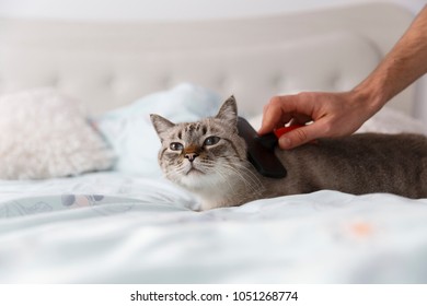 猫 マッサージ の画像 写真素材 ベクター画像 Shutterstock