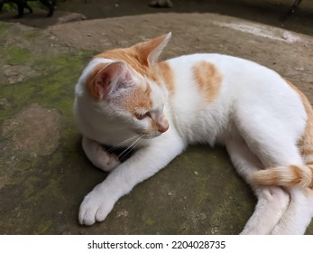 Domestic Cat Relaxing On The Porch