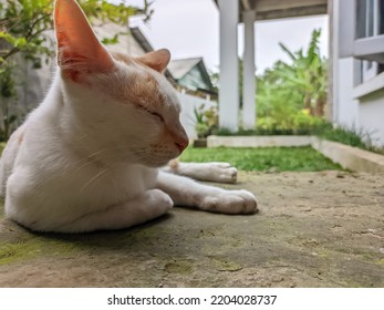 Domestic Cat Relaxing On The Porch