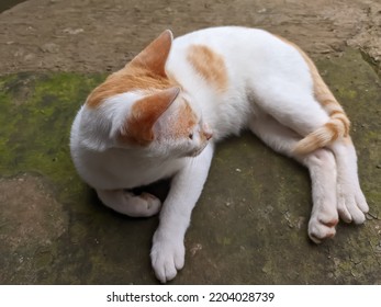 Domestic Cat Relaxing On The Porch