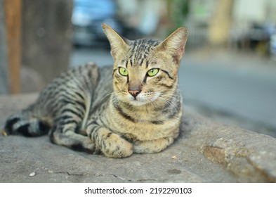 Domestic Cat Relaxing On The Side Of The Road