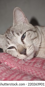 Domestic Cat Relaxing On A Soft Mattress