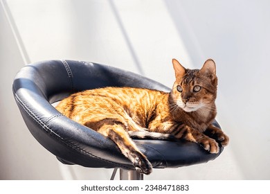 Domestic cat rest on bar chair in sunshine. - Powered by Shutterstock