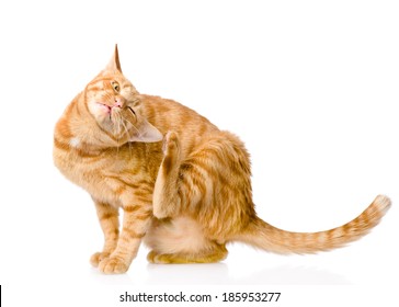 Cat Parasite Images Stock Photos Vectors Shutterstock