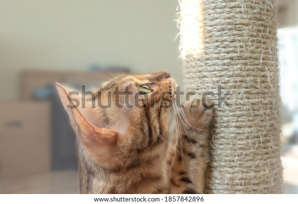 Domestic cat\
scratching scratching post\
closeup.