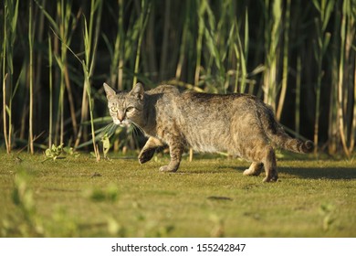 Domestic Cat, Single Cat Stalking By Reedbed, New York, USA