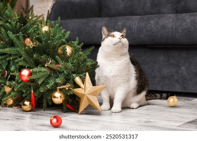 domestic cat sits near fallen christmas tree and looks up with cute eyes - Powered by Shutterstock