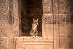 Domestic Cat Sitting In The Luxor Temple In Egypt, Which Was Dedicated To The God Amun, His Wife Mut And Their Common Son, The Moon God Of Chons.