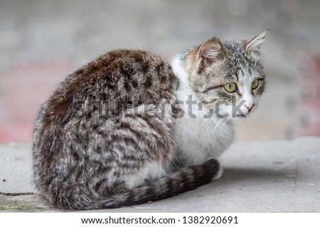 Similar – Image, Stock Photo red tabby cat sitting outside on a windowsill in the sunshine