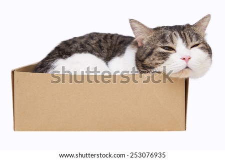 domestic cat sleep in box on white background